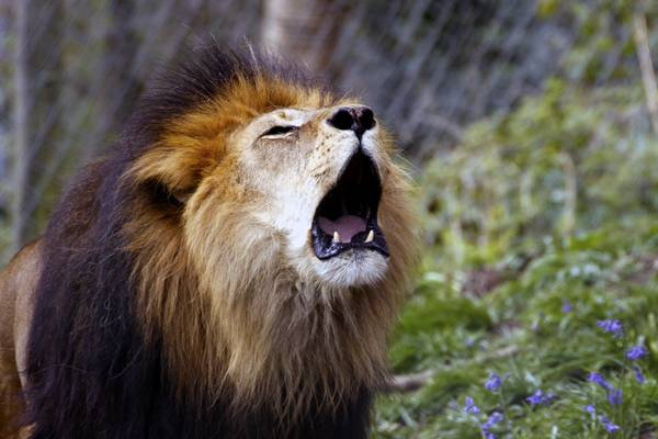 15th April 2012 - Datmoor Zoological Park.