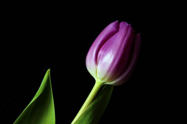18th February 2012 - Still Life Study - Tulips.
