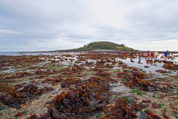10th March 2012 - Taking advantage of a low tide to walk to Looe Island.