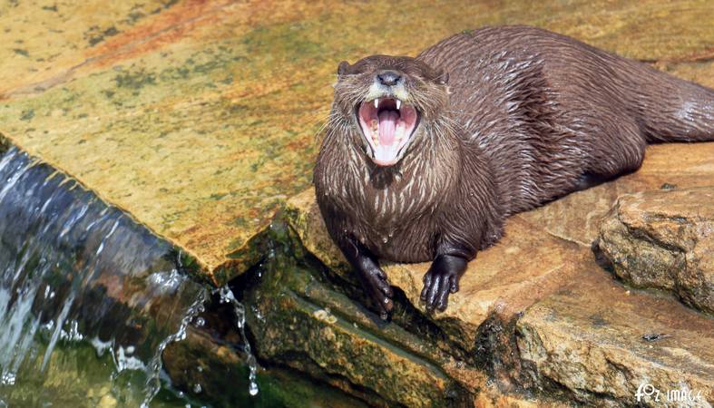 Otters - © Ian Foster / fozimage 1st May 2015 - Otters - © Ian Foster / fozimage